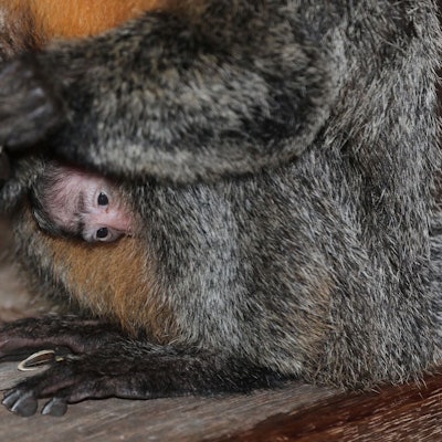 Kleines Weißkopf-Saki (Affe) am Bauch seiner Mutter im Kölner Zoo.