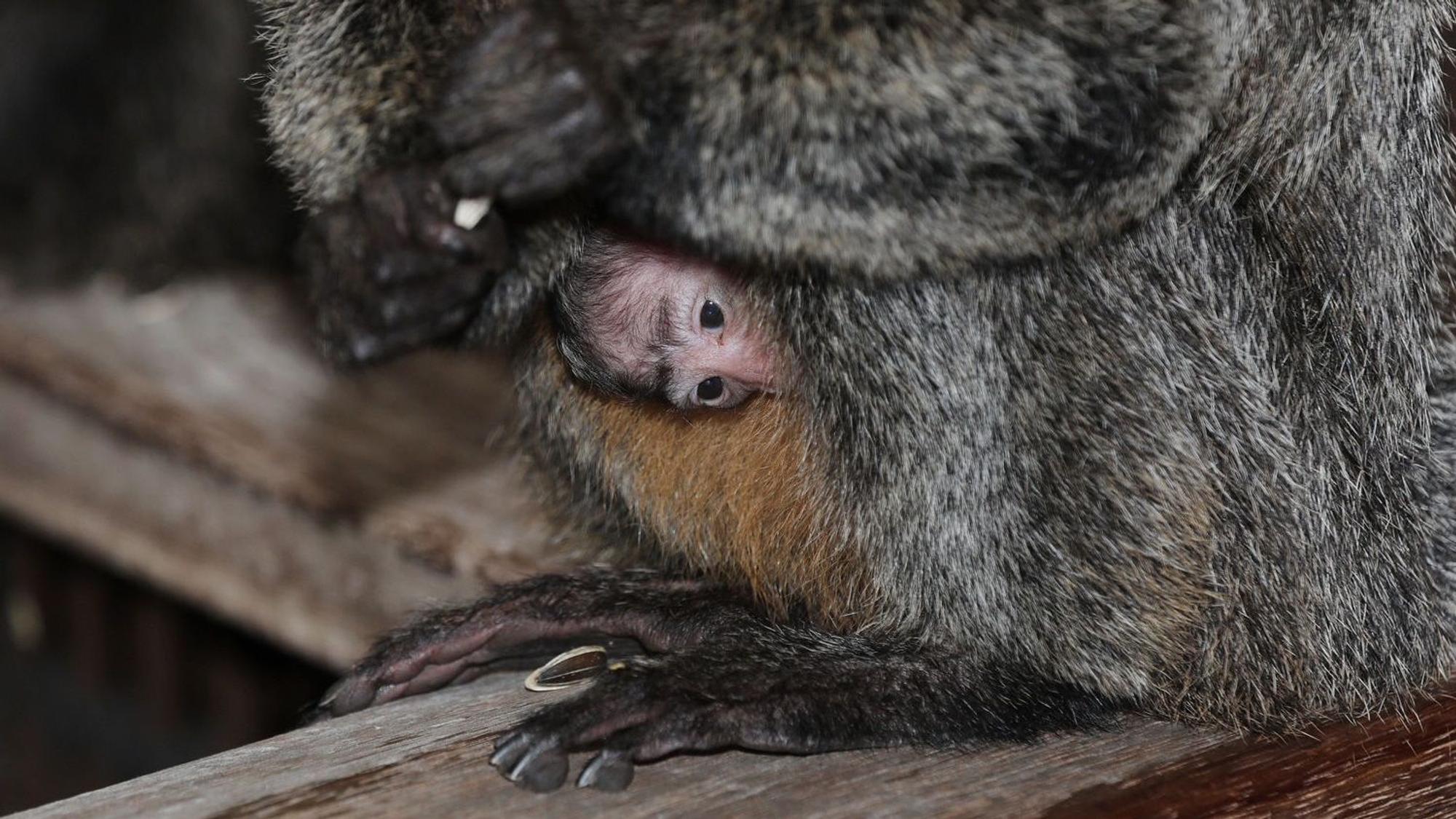Kleines Weißkopf-Saki (Affe) am Bauch seiner Mutter im Kölner Zoo.
