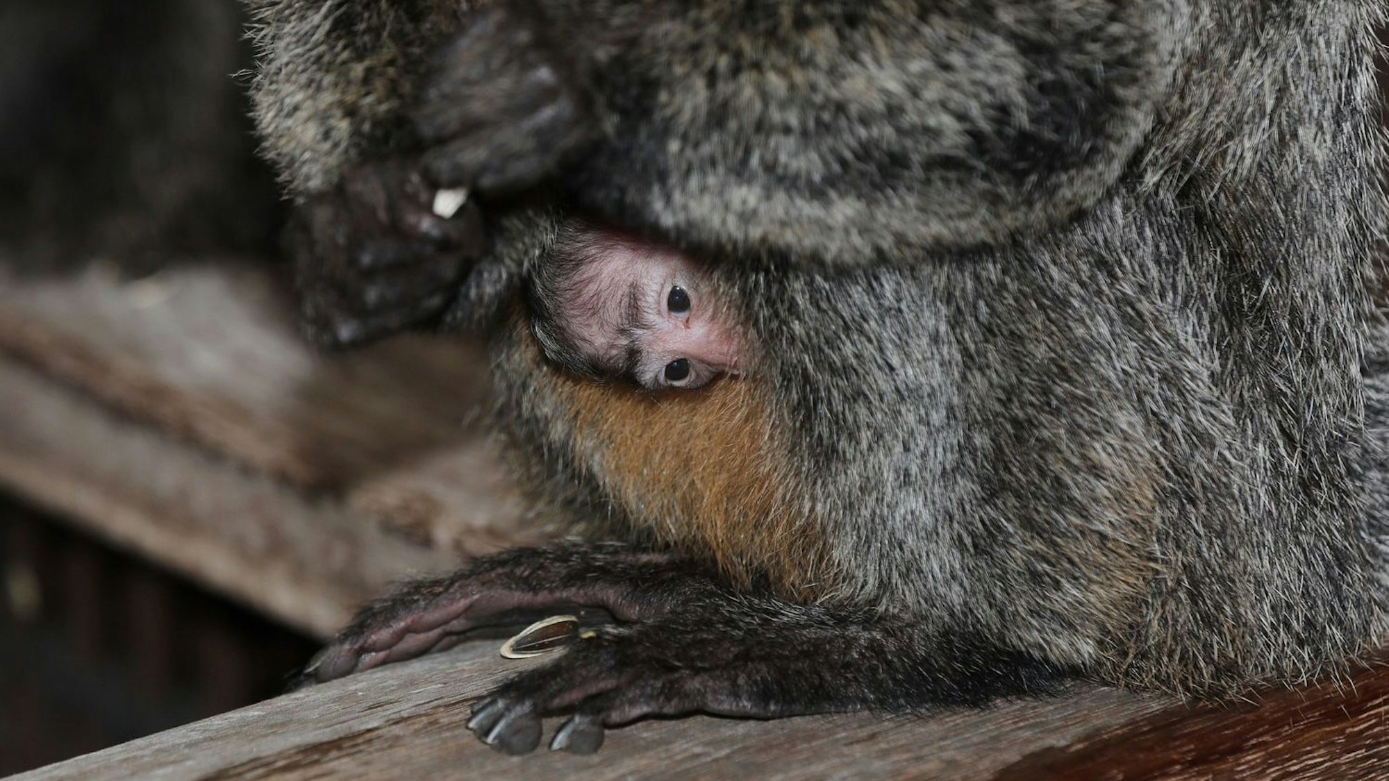 Kleines Weißkopf-Saki (Affe) am Bauch seiner Mutter im Kölner Zoo.