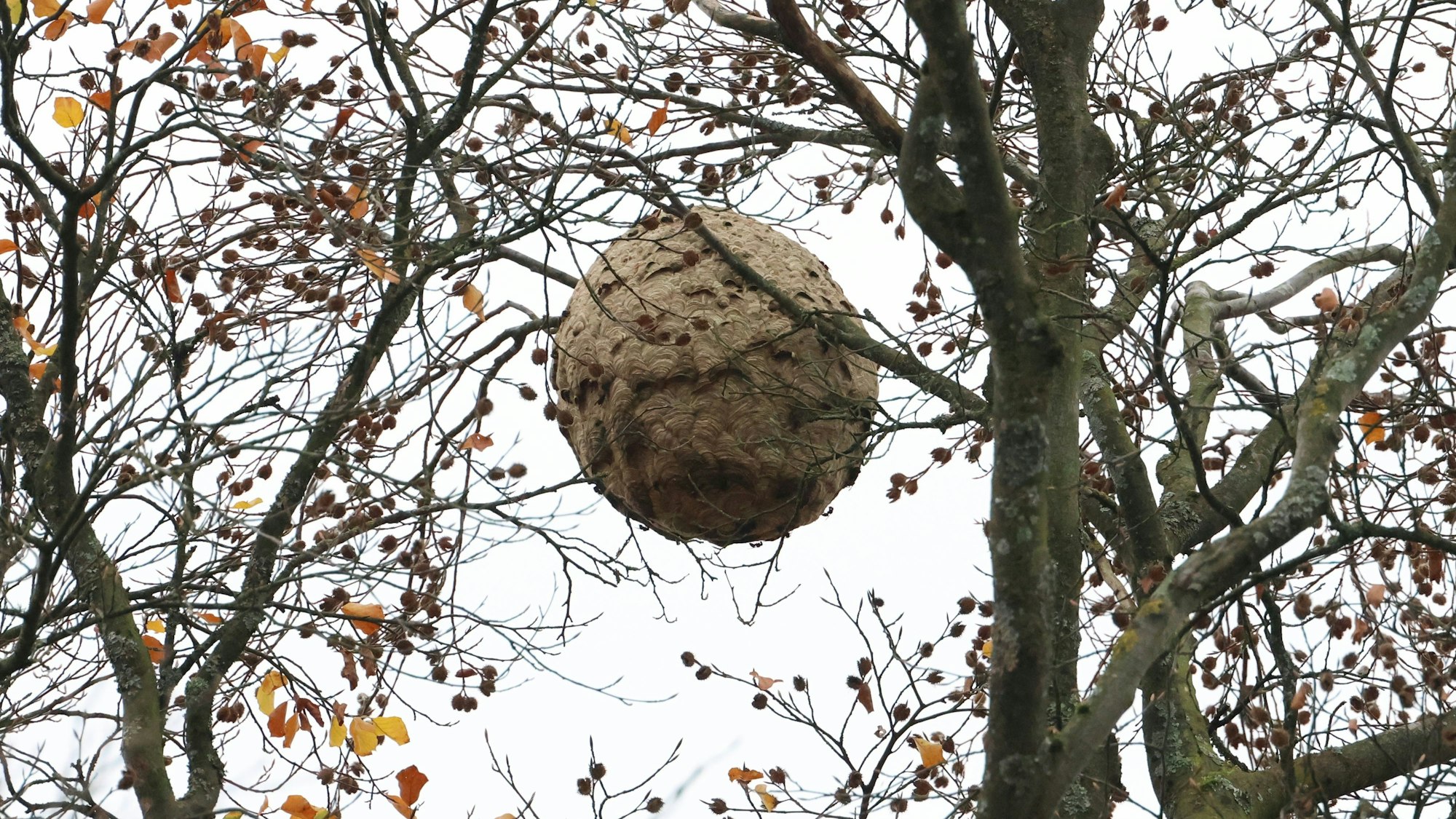 Ein medizinballgroßes Nest hängt in einem kahlen Baum.