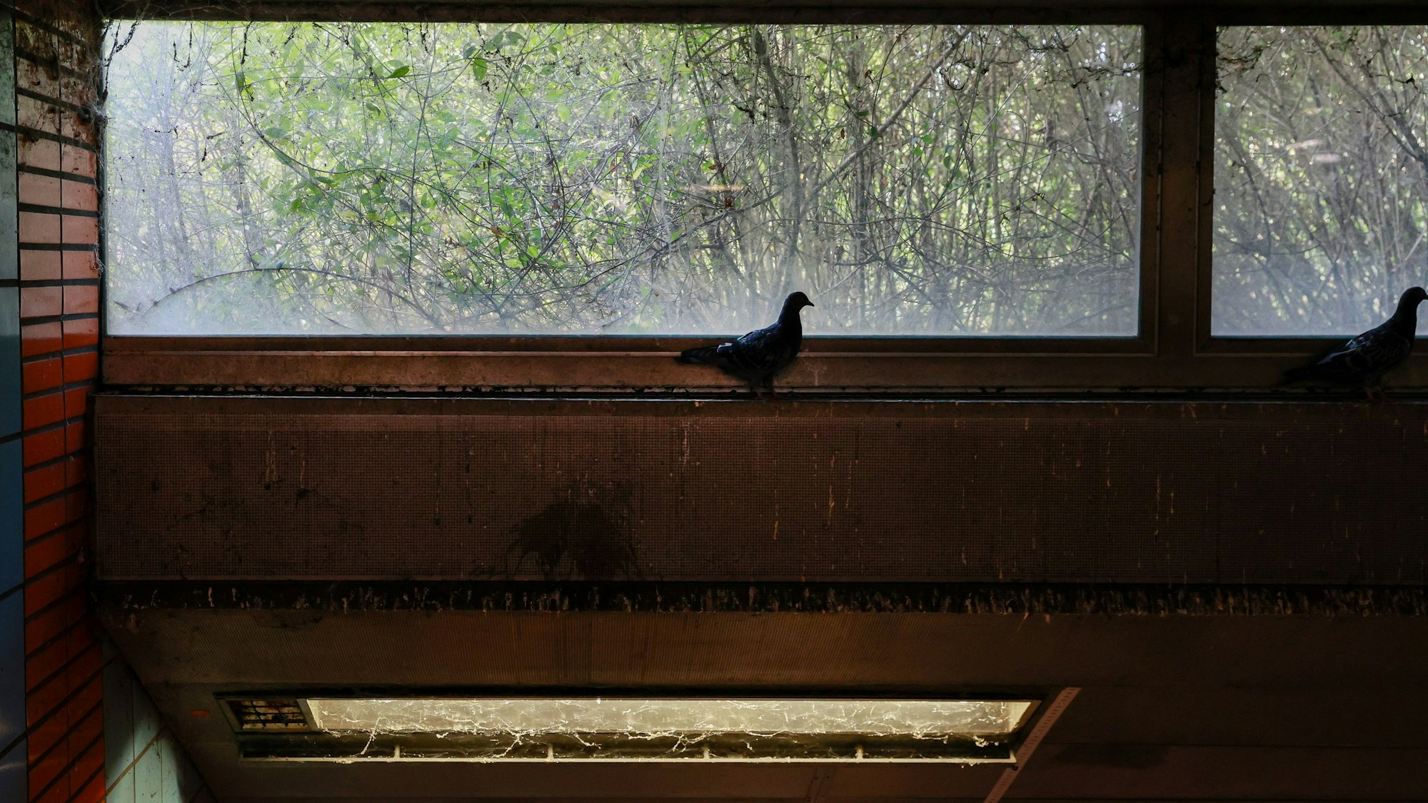 Die Fensterbänder, durch die Tageslicht in die U-Bahn-Haltestelle Geldernstraße/Parkgürtel fallen soll, sind außen von Gestrüpp verdeckt. Die Lampen müssten dringend gereinigt werden.