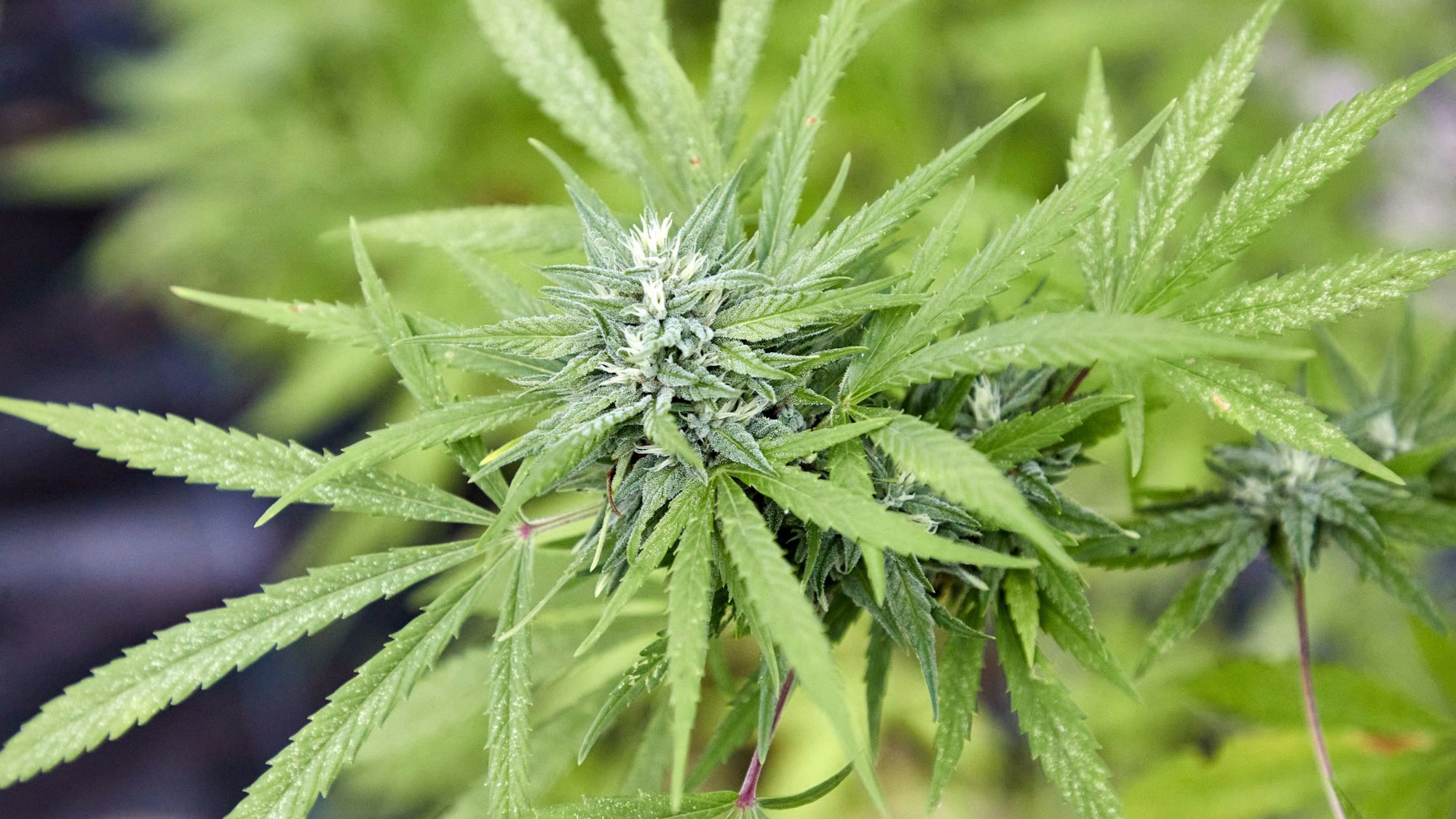 Eine Cannabispflanze in einem Gewächshaus in Nahaufnahme (Symbolbild)
