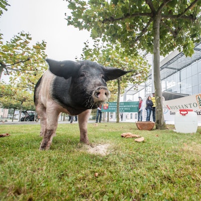 Bauernprotest mit Schwein vor der Bayer-Zentrale