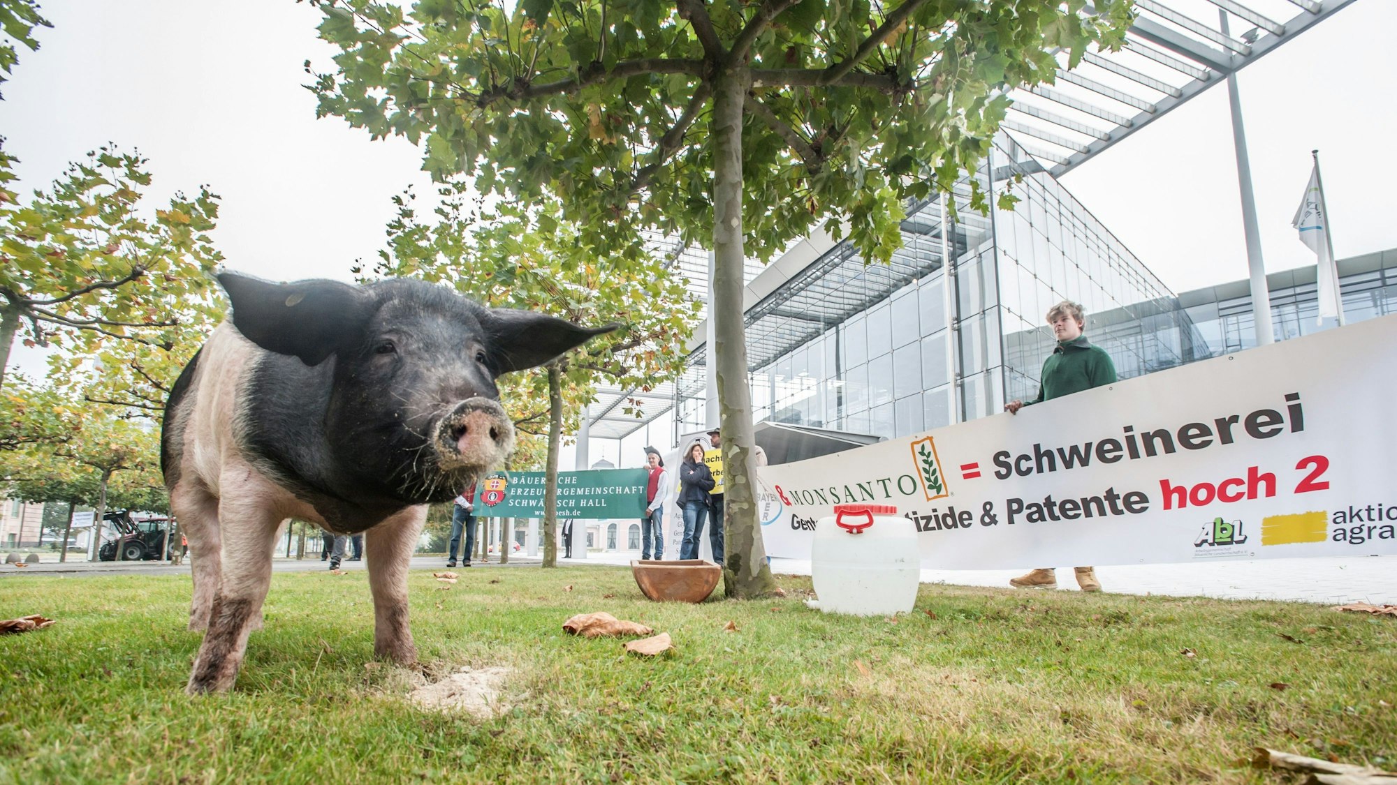 Schwäbisch-Hällisches Landschwein auf der Wiese vor der Bayer-Zentrale