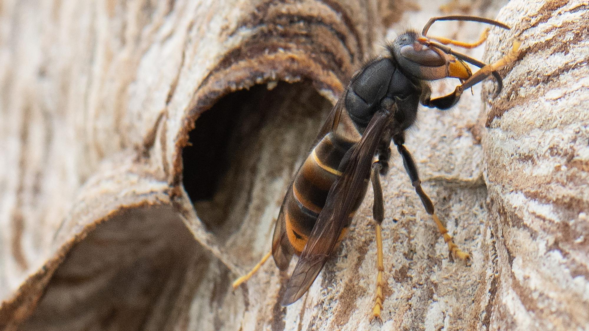 Eine Asiatische Hornisse sitzt auf ihrem Nest.