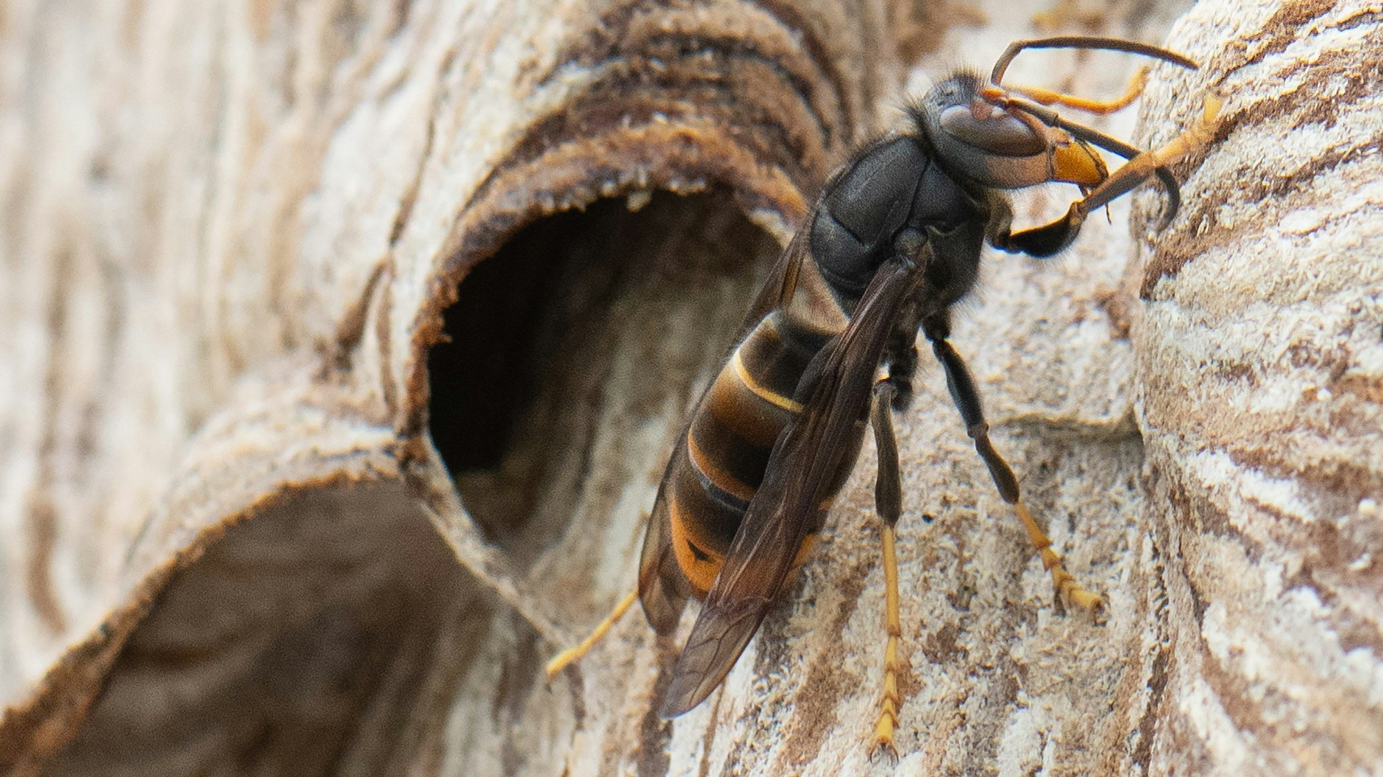 Eine Asiatische Hornisse sitzt auf ihrem Nest.