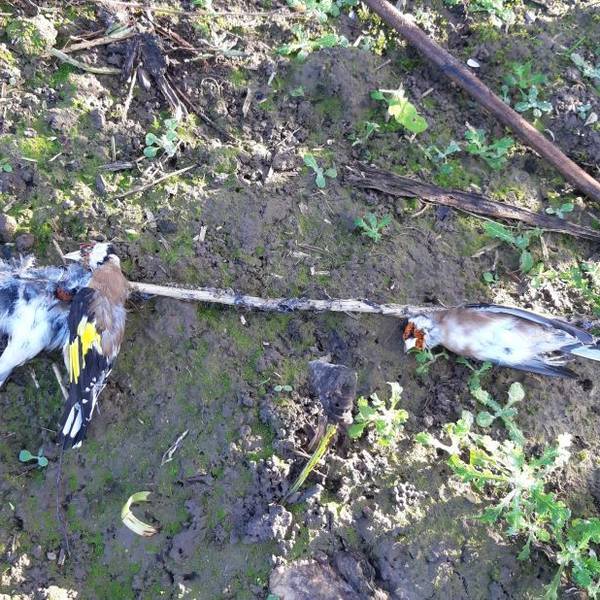 Fußgänger fanden eine grausame Vogelfalle in der Nähe des Tierheims Bergheim.