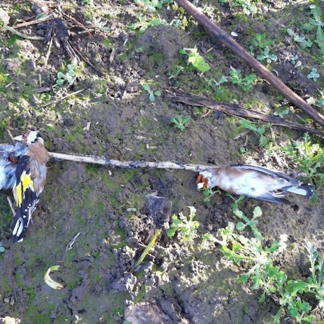 Fußgänger fanden eine grausame Vogelfalle in der Nähe des Tierheims Bergheim.