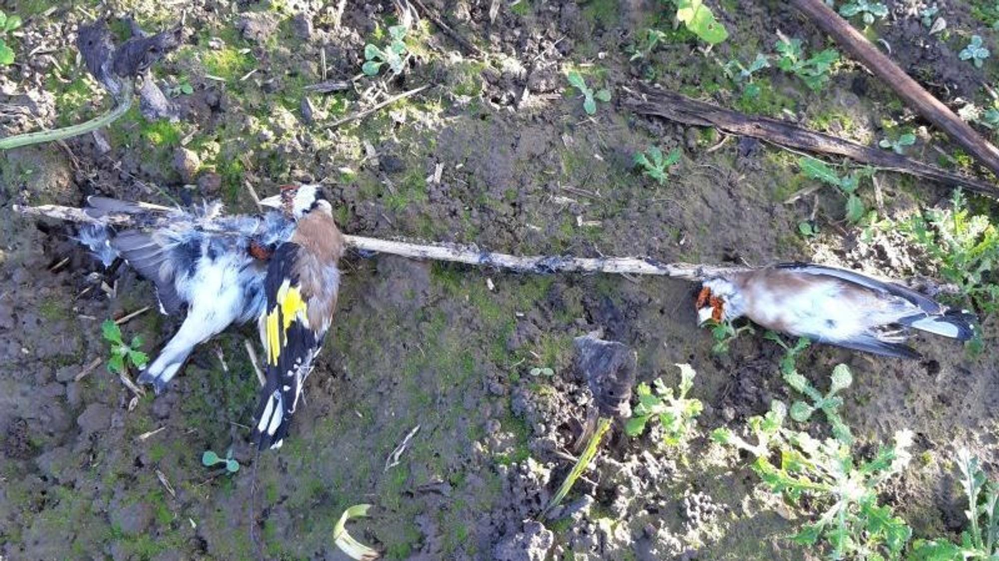 Fußgänger fanden eine grausame Vogelfalle in der Nähe des Tierheims Bergheim.