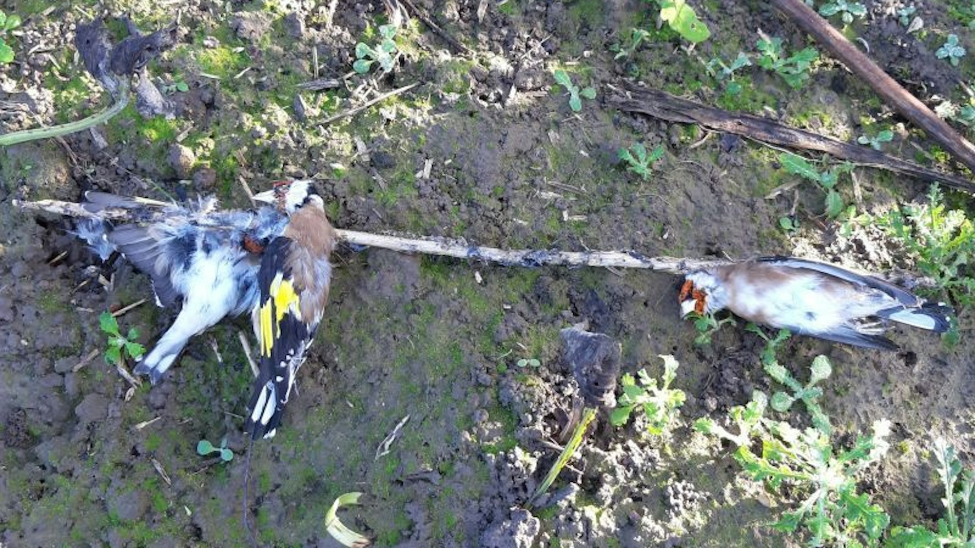 Fußgänger fanden eine grausame Vogelfalle in der Nähe des Tierheims Bergheim.