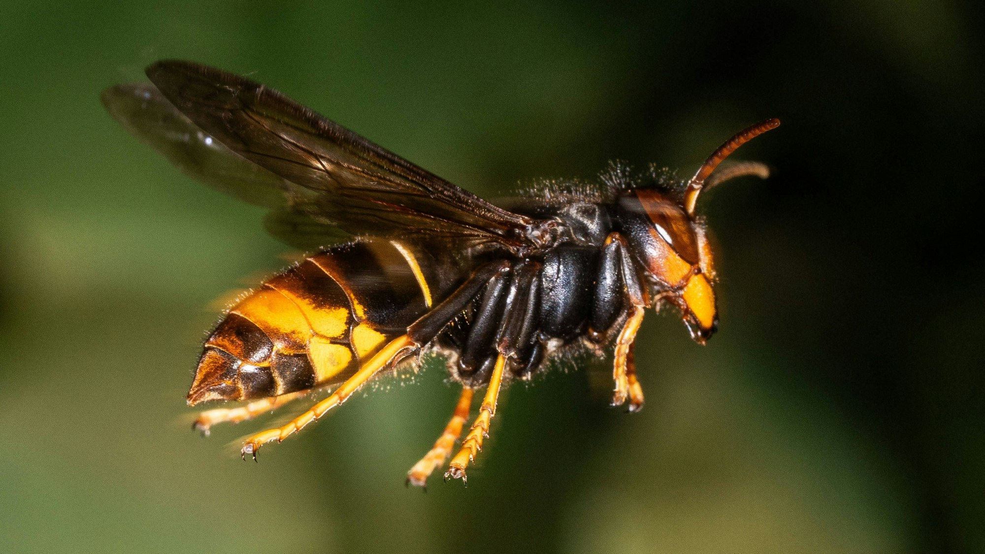 Eine Asiatische Hornisse im Flug: Ihr gelb gestreifter Hinterleib ist gut zu sehen.