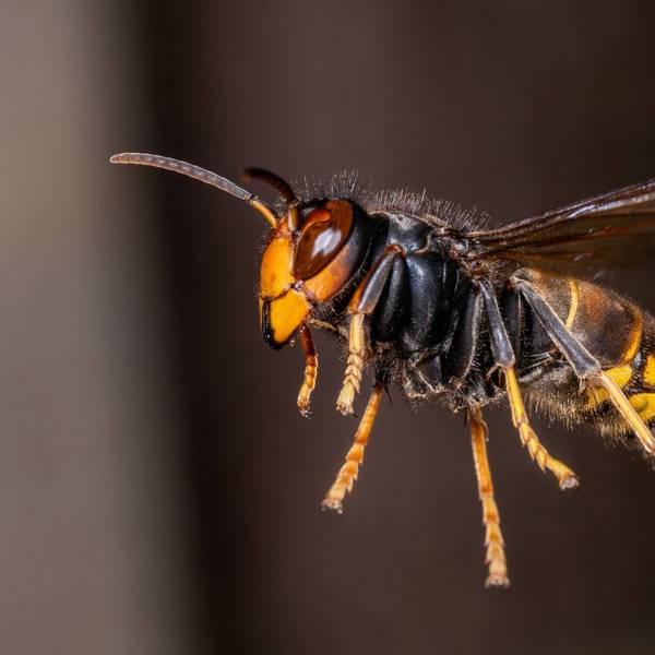 Eine Asiatische Hornisse ist im Flug zu sehen.