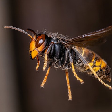 Eine Asiatische Hornisse ist im Flug zu sehen.