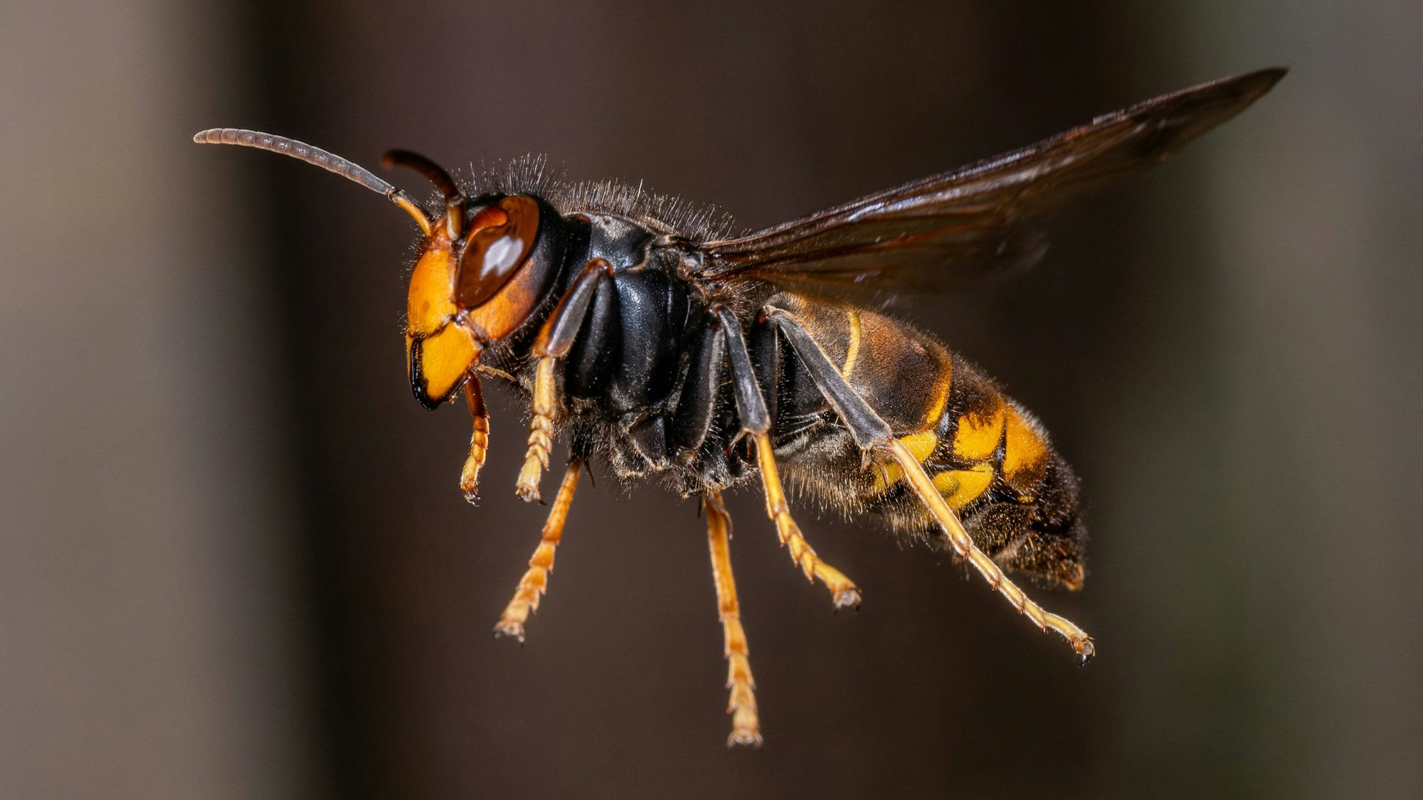 The Rise Of Asian Hornets In Europe Threaten Honey Bees - France An Asian hornet, Vespa Velutina, Frelon Asiatique also known as the yellow-legged hornet is a species of hornet indigenous to Southeast Asia. It is of concern as an invasive species in some other countries, including most of Europe. Rosny sous Bois near Paris, France on August 15, 2024. Photo by Christophe Geyres/ABACAPRESS.COM Rosny Sous Bois France PUBLICATIONxNOTxINxFRAxUK Copyright: xGeyresxChristophe/ABACAx