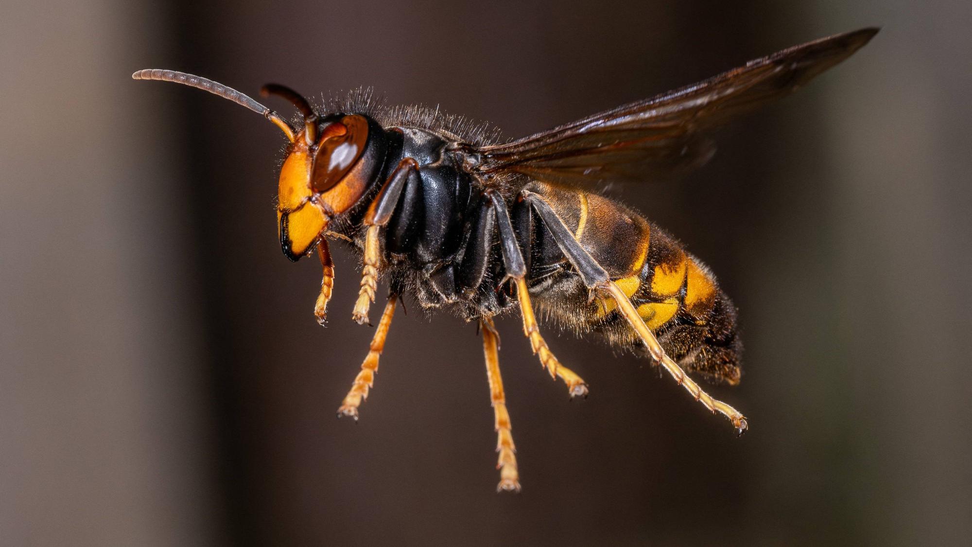 Eine Asiatische Hornisse ist im Flug zu sehen.