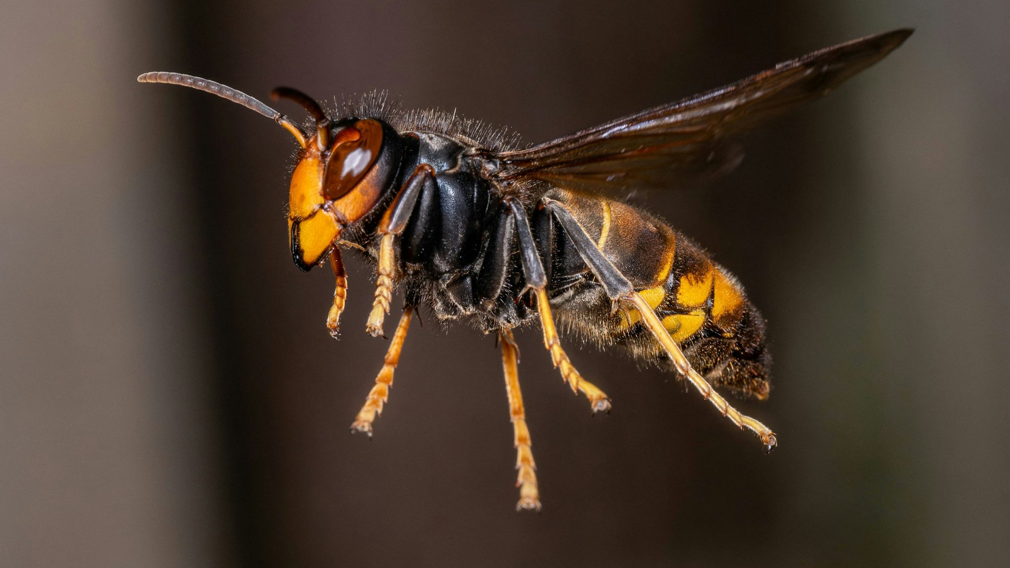 Eine Asiatische Hornisse ist im Flug zu sehen.