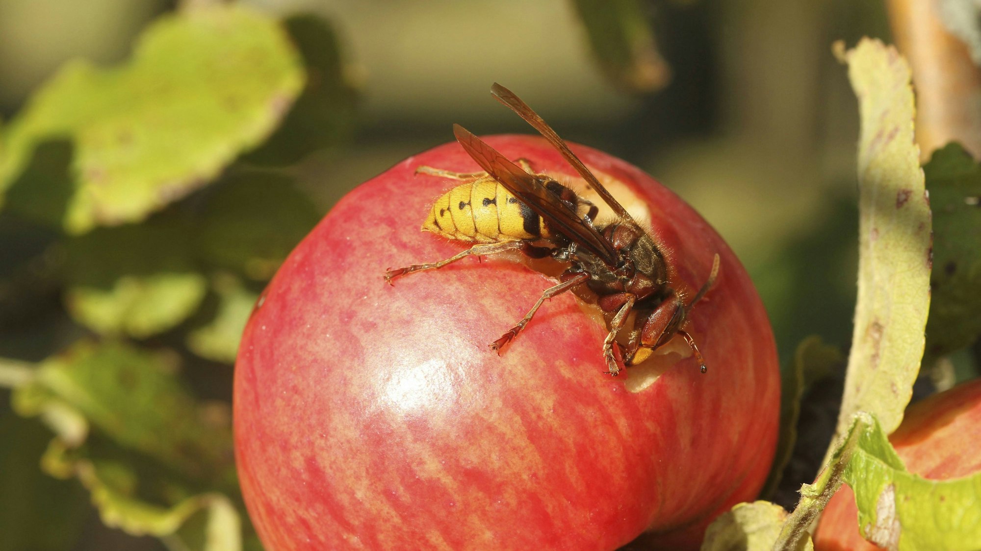 Hornisse Vespa crabro leckt Saft aus der Wunde eines reifen Apfels.