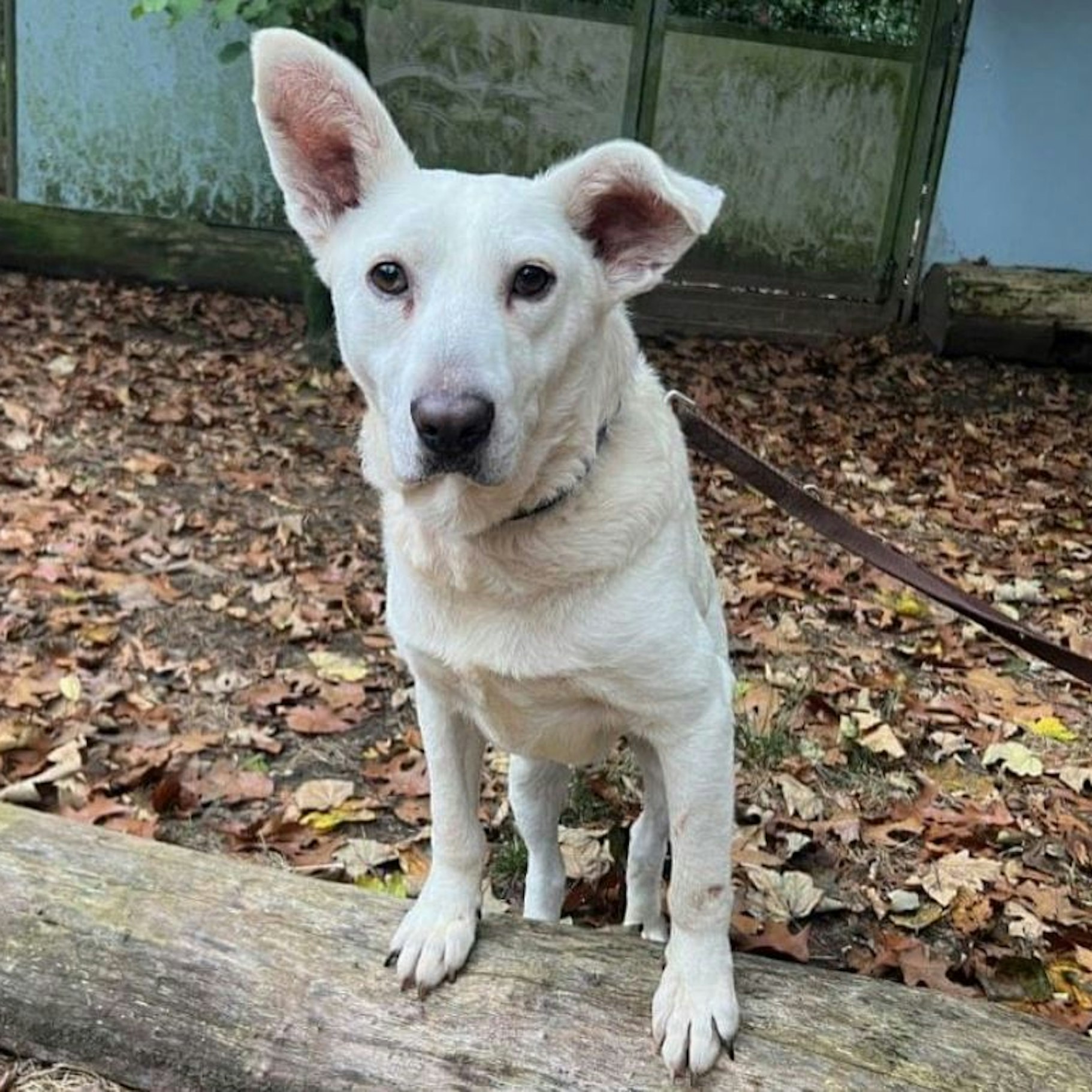 Für Hund „Tommy“ sucht das Tierheim Dellbrück jetzt ein neues Zuhause.