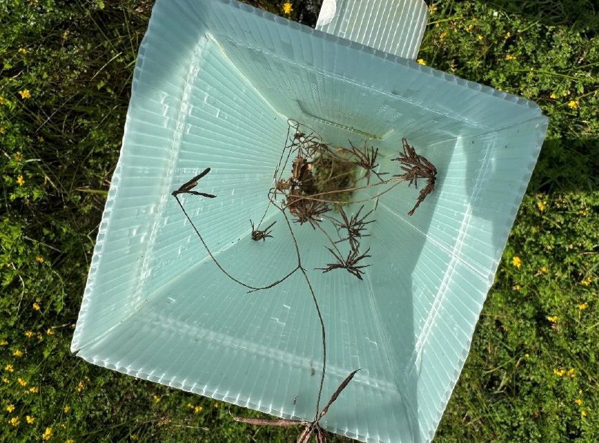 Blick auf einen vertrockneten Setzling in Leverkusen