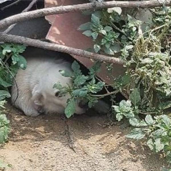 Neben Hund „Tommy“ wurde auch Hündin „Annika“ auf dem vermüllten Grundstück gefunden.