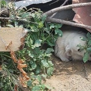 Neben Hund „Tommy“ wurde auch Hündin „Annika“ auf dem vermüllten Grundstück gefunden.