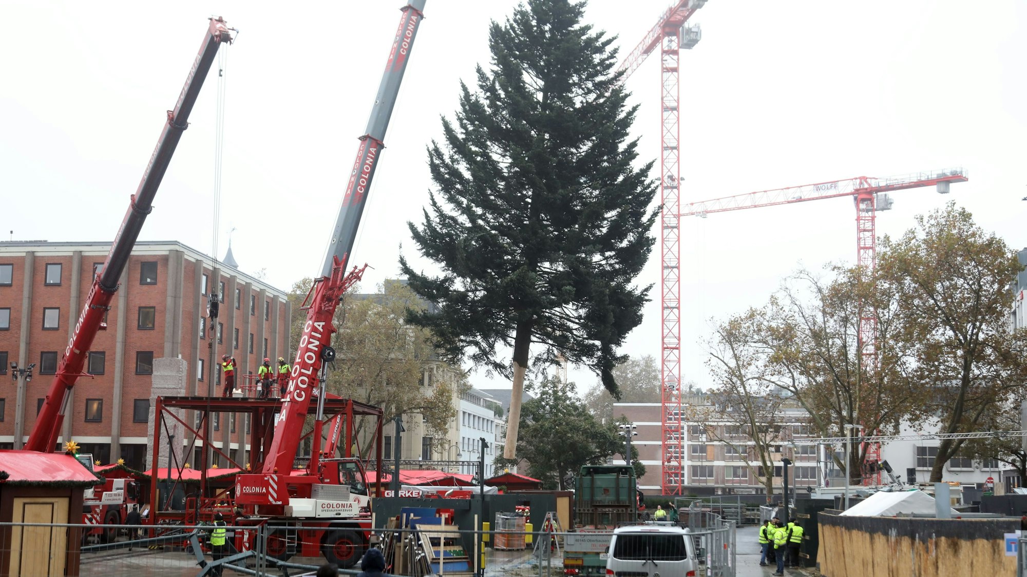 Die Tanne ist circa 23 Meter hoch.