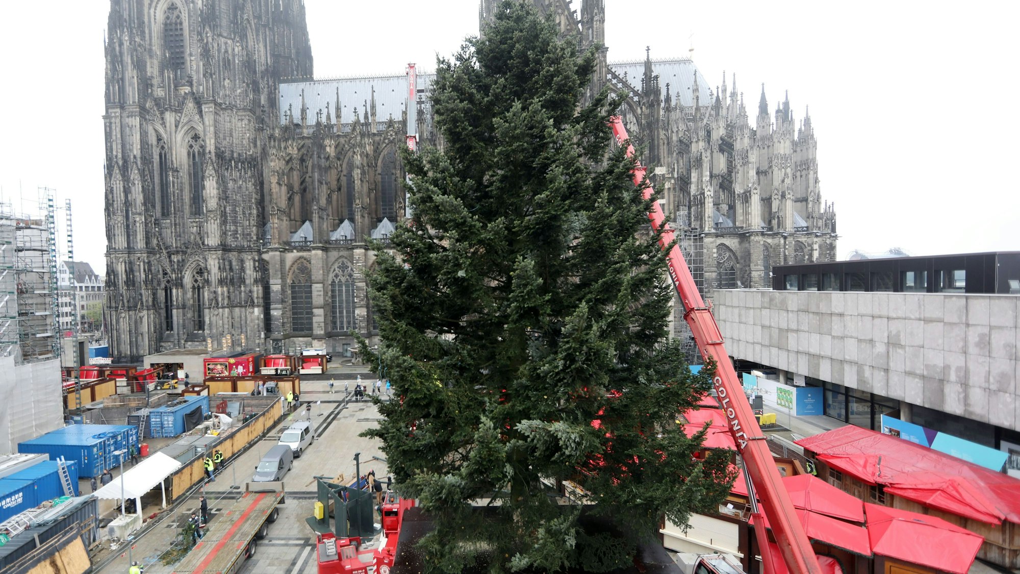 Einer der höchsten Weihnachtsbäume in NRW wird in Köln aufgestellt.
