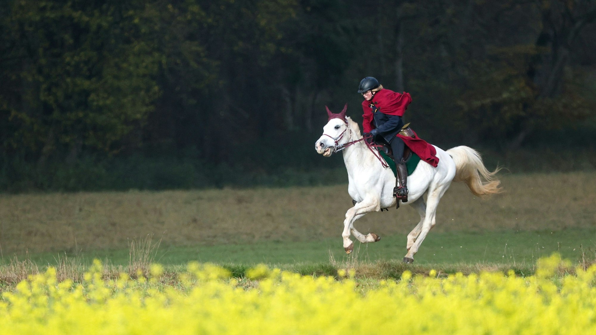 Hoch zu Ross kam dieser Tage der Freund einer Autofahrerin, die von der Polizei an Weiterfahren gehindert wurde, um das Auto abzuholen.(Symbolfoto)