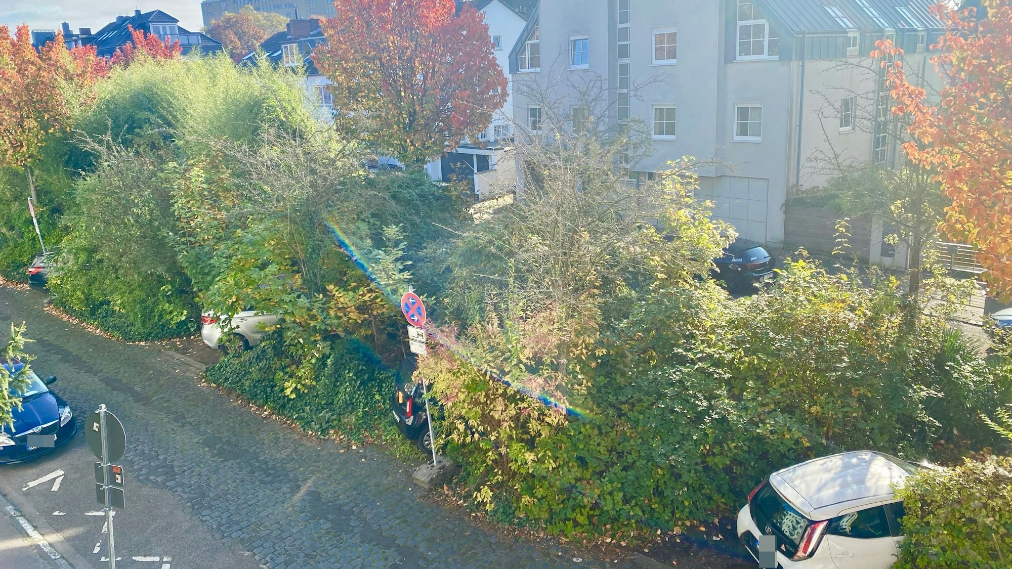 Die Sträucher und Pflanzen auf dem Kringsweg waren vor der Rodung hoch gewuchert.