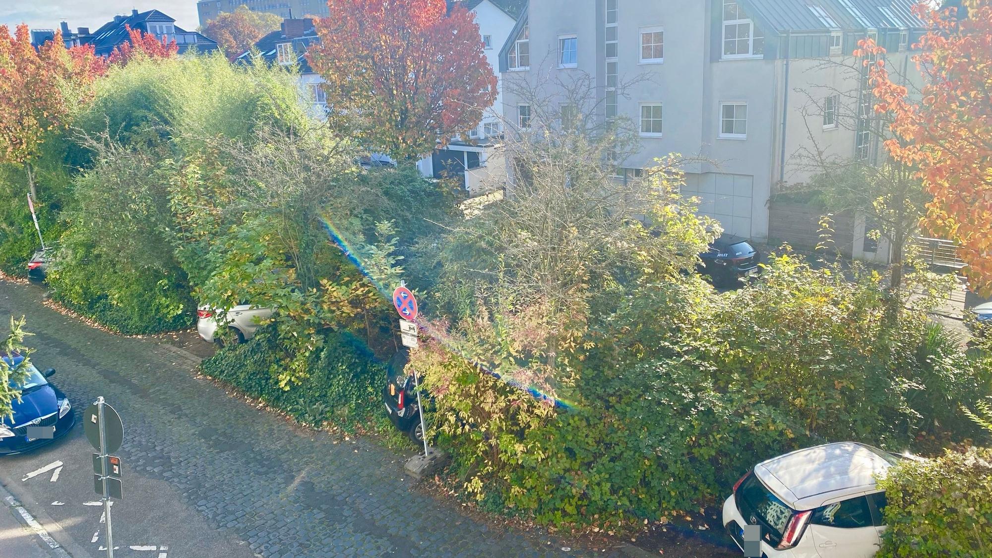 Die Sträucher und Pflanzen auf dem Kringsweg waren vor der Rodung hoch gewuchert.