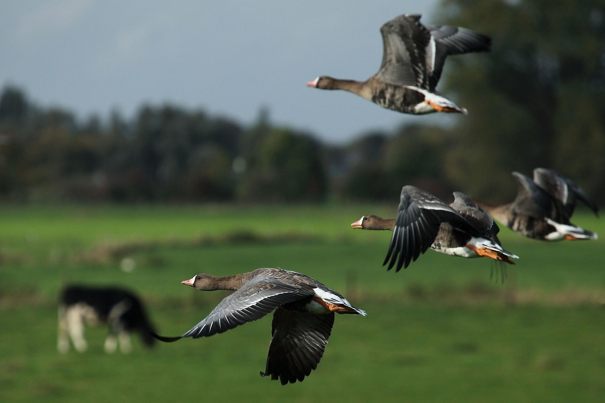 Vier Blässgänse fliegen über eine Wiese, im Hintergrund grast eine Kuh.