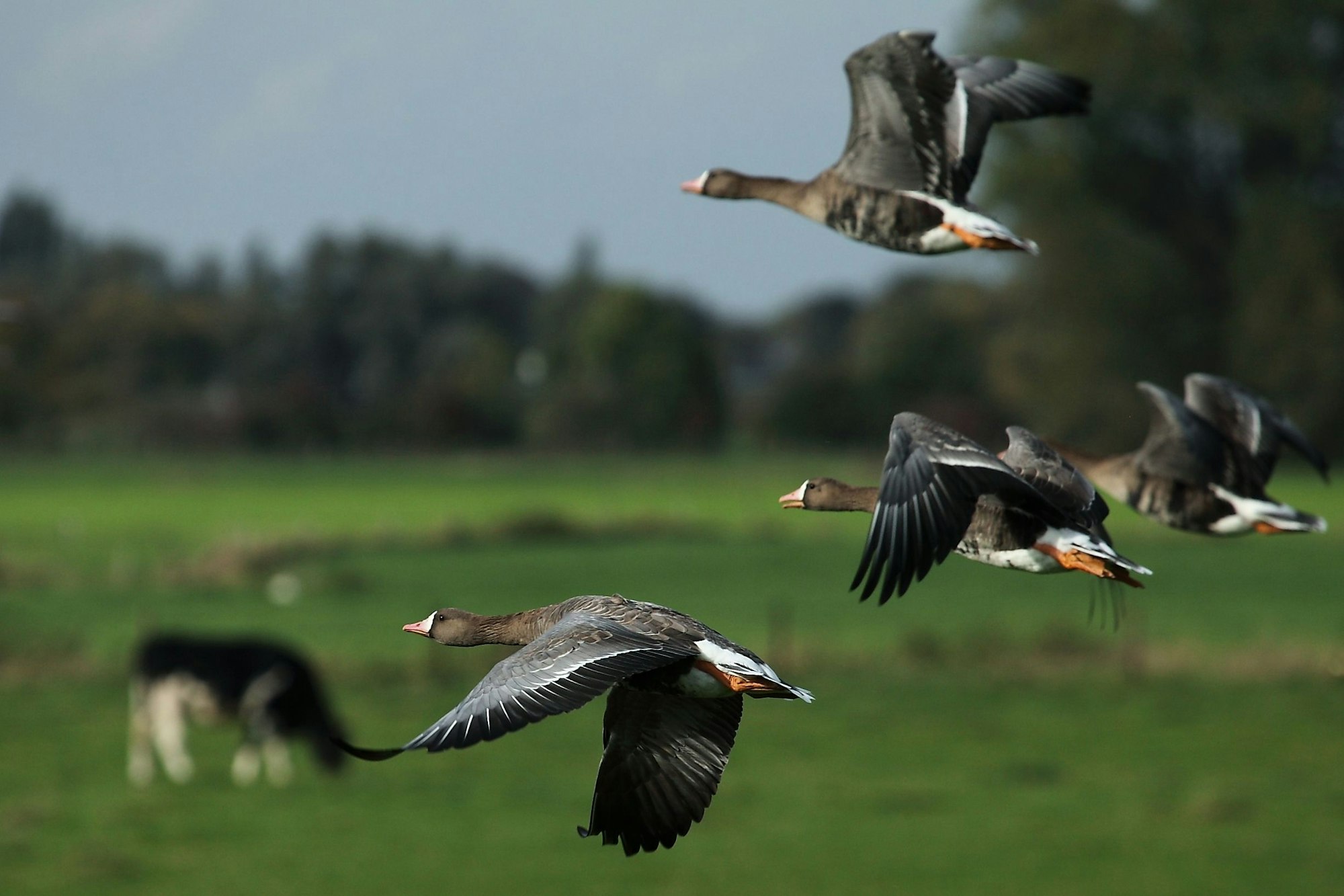 Vier Blässgänse fliegen über eine Wiese, im Hintergrund grast eine Kuh.