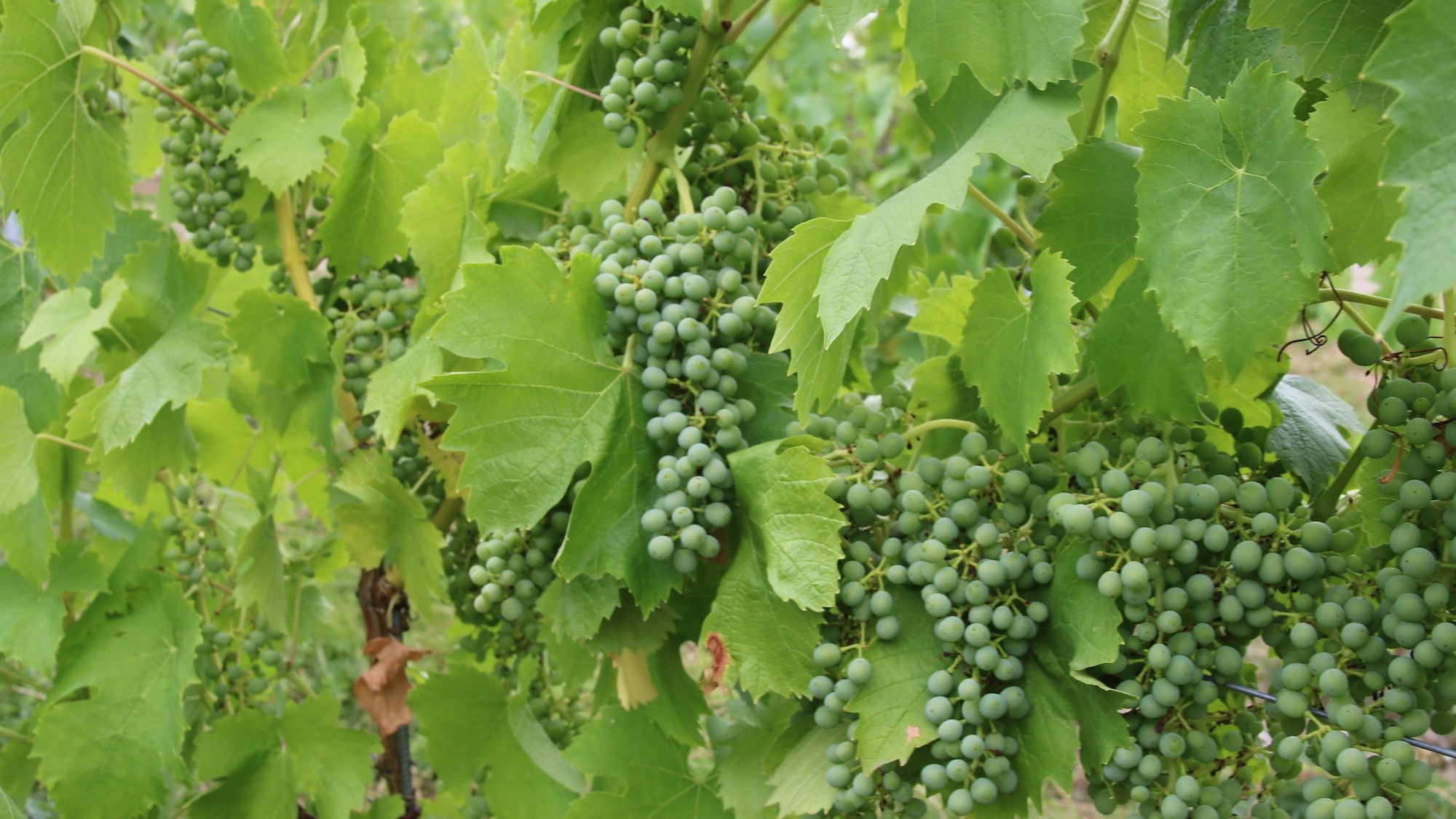 Grüne Trauben hängen an den Weinstöcken.