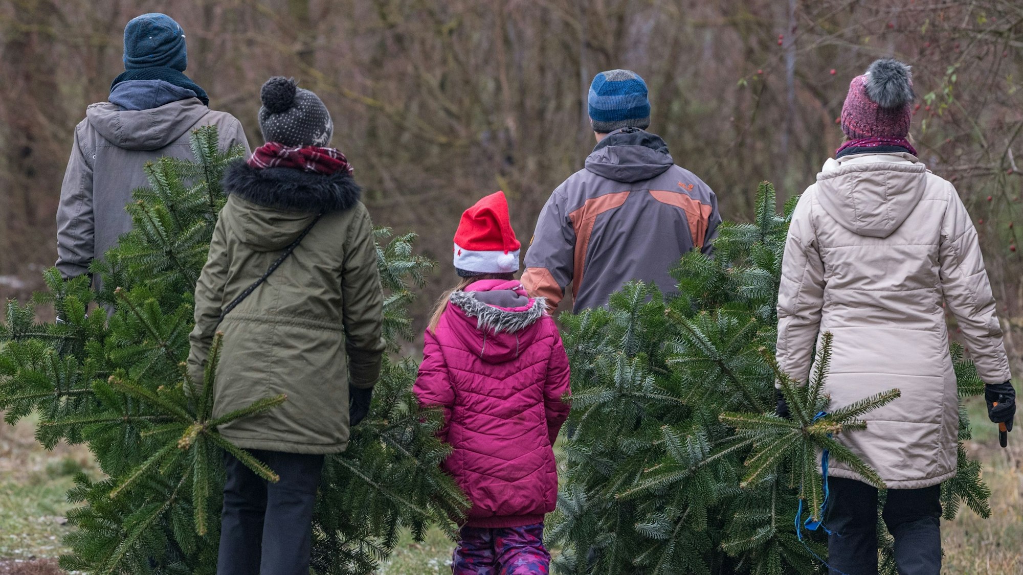 Familien tragen abgesägte Bäume über eine Weihnachtsbaumplantage.