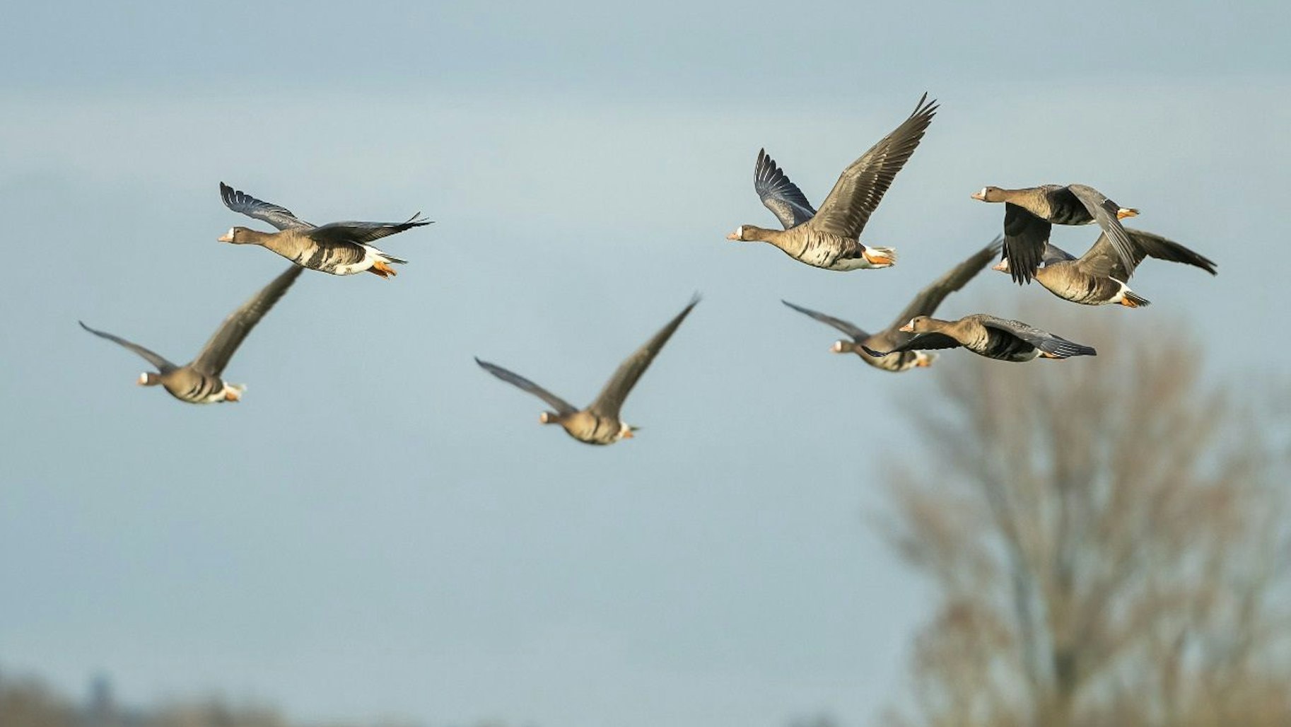 Eine Gruppe Blässgänse fliegt durch die Luft.