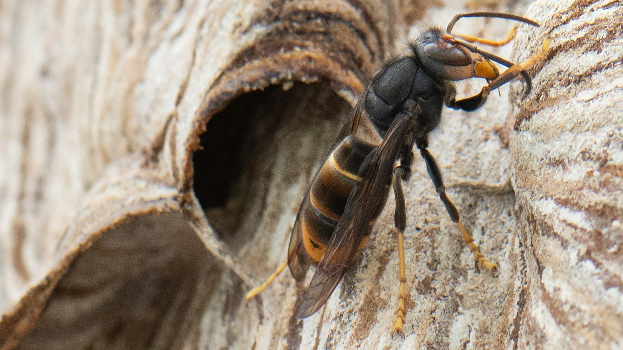Die asiatische Hornisse ist aufgrund ihrer dunklen Färbung von der heimischen Hornisse zu unterscheiden.