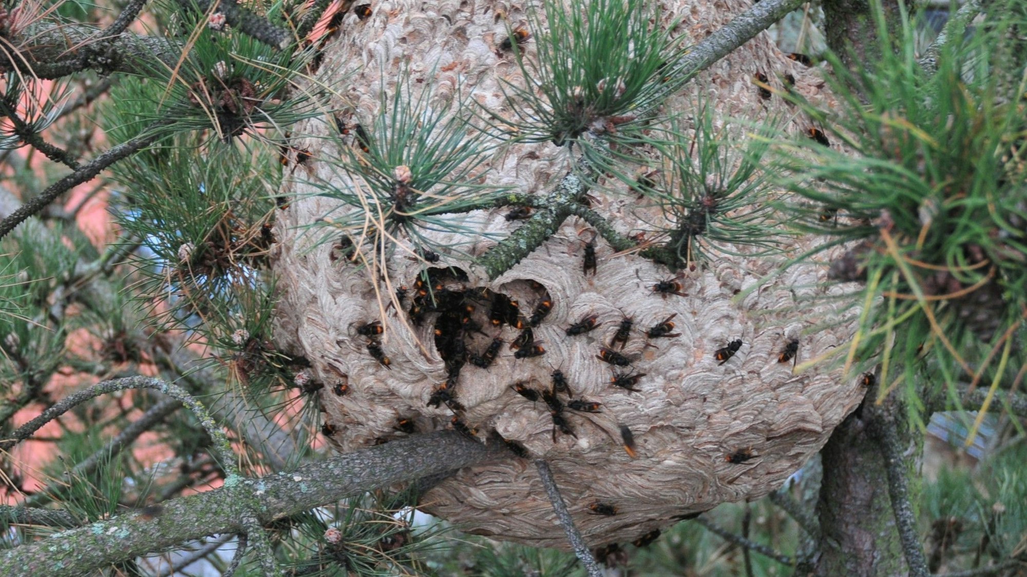 Das Nest der asiatischen Hornisse in Swisttal-Heimerzheim bei Bonn.