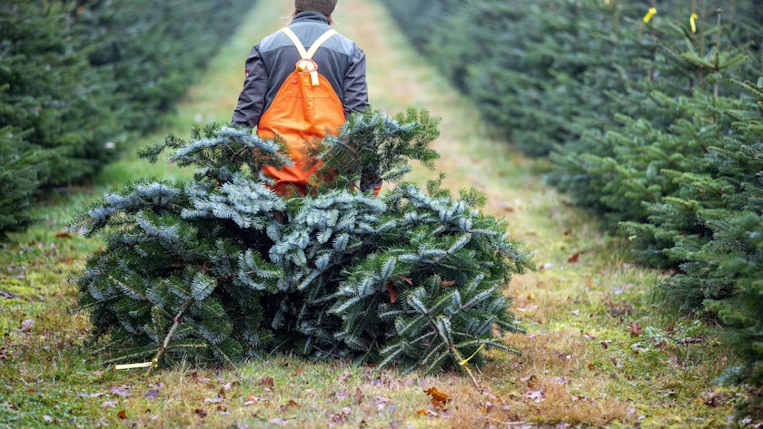 Eine Frau zieht in einer Weihnachtsbaumplantage eines Landesforstbetrieb zwei frisch geschlagene Bäume zum Sammelpunkt.