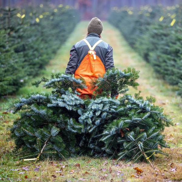 Eine Frau zieht in einer Weihnachtsbaumplantage eines Landesforstbetrieb zwei frisch geschlagene Bäume zum Sammelpunkt.