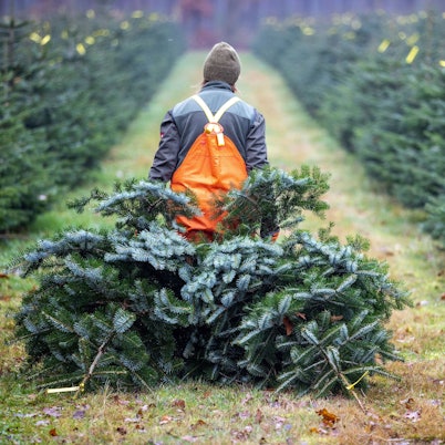 Eine Frau zieht in einer Weihnachtsbaumplantage eines Landesforstbetrieb zwei frisch geschlagene Bäume zum Sammelpunkt.