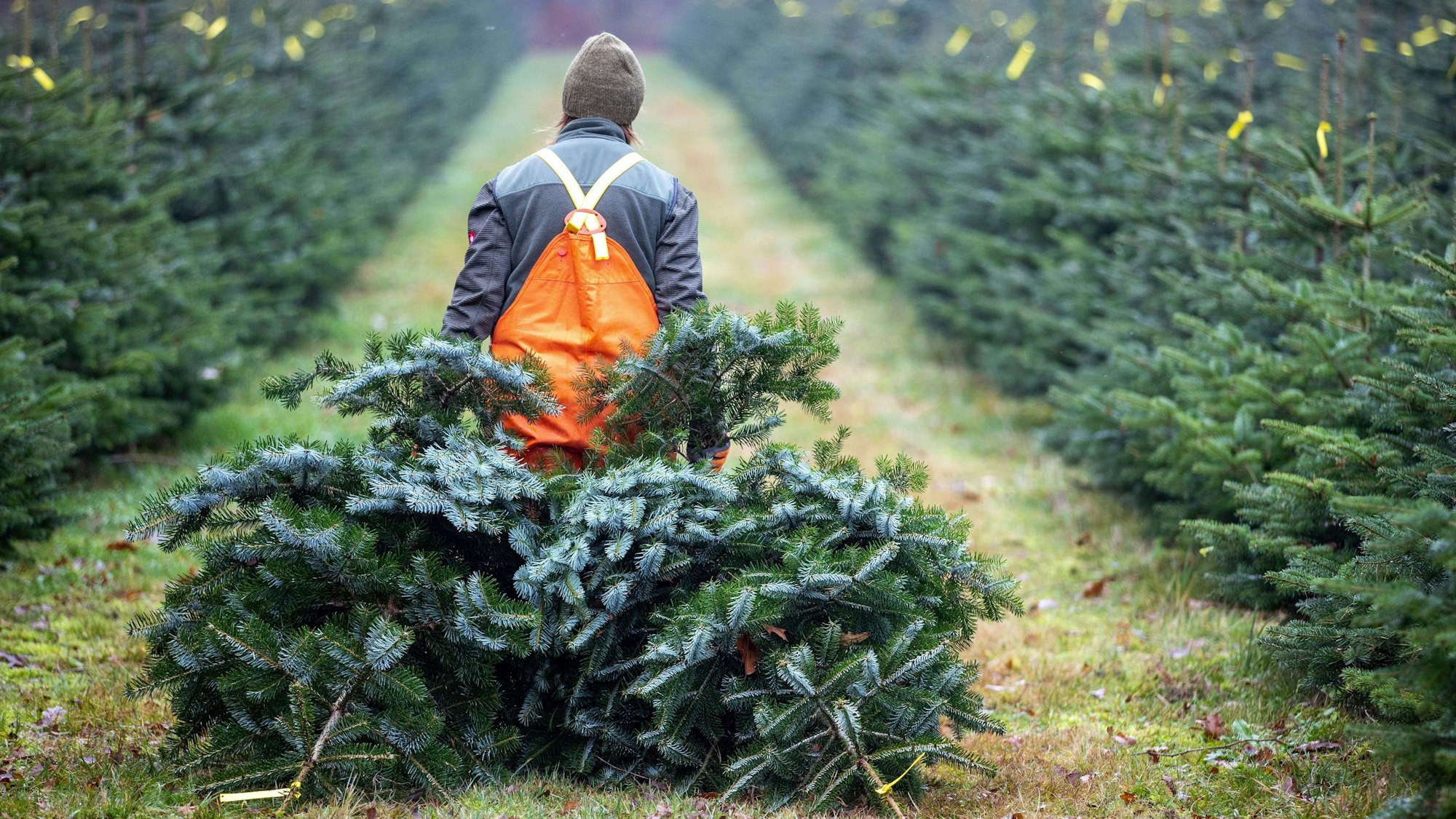 Eine Frau zieht in einer Weihnachtsbaumplantage zwei frisch geschlagene Bäume zum Sammelpunkt.