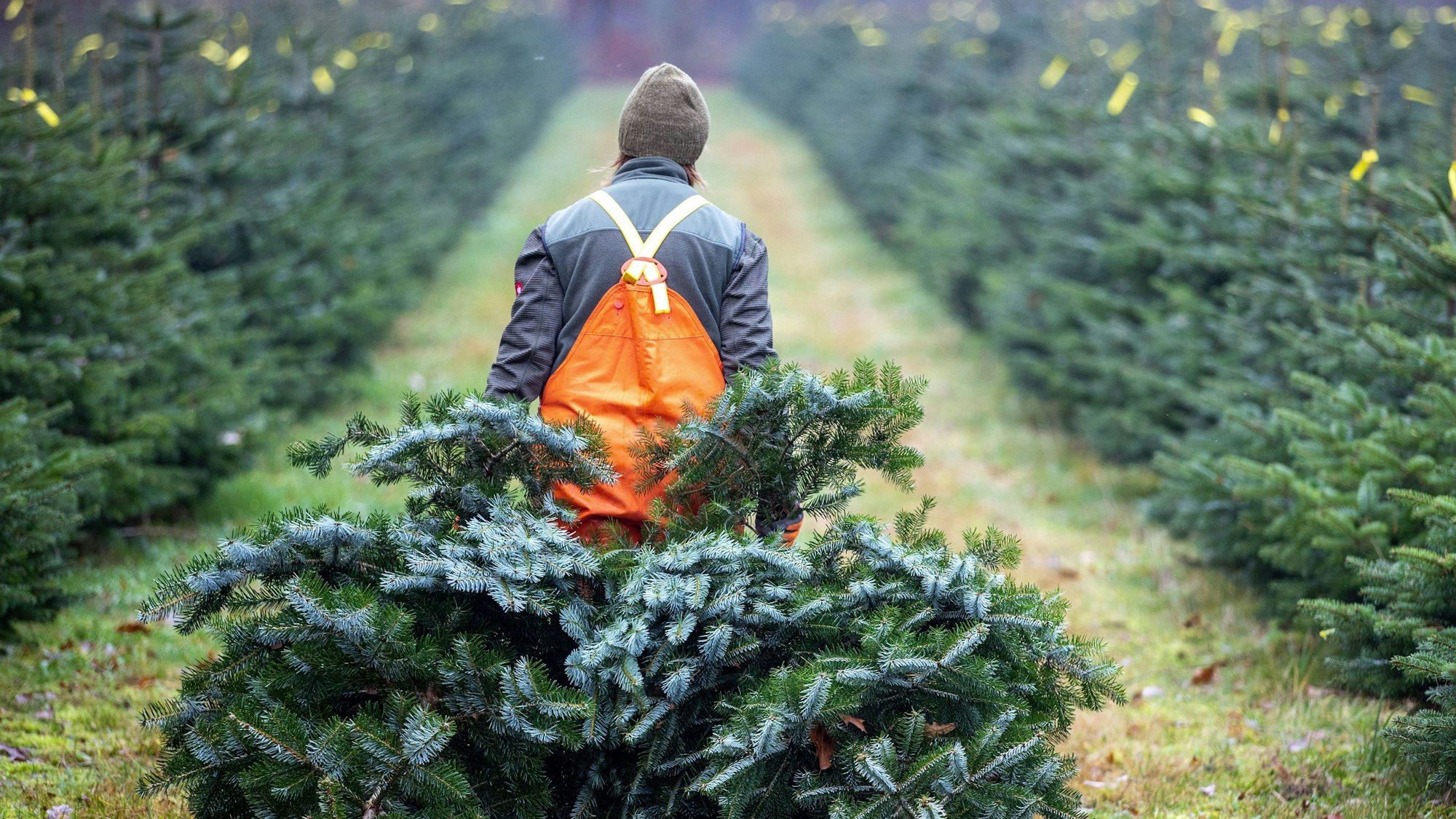 Eine Frau zieht in einer Weihnachtsbaumplantage eines Landesforstbetrieb zwei frisch geschlagene Bäume zum Sammelpunkt.