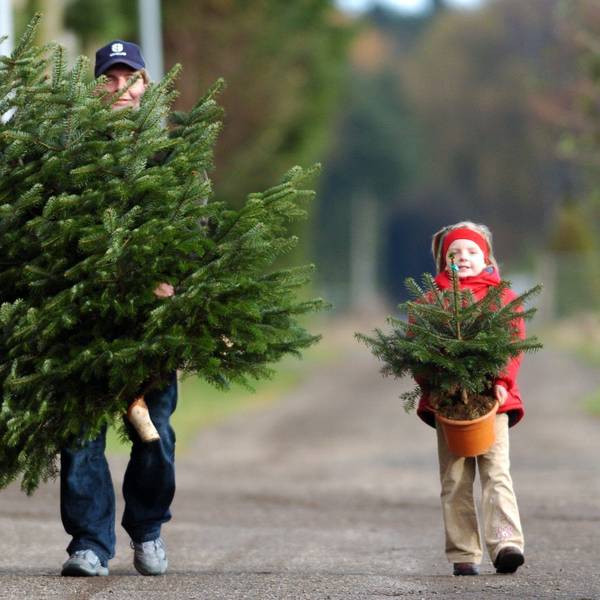 Vater und Tochter tragen Weihnachtsbäume vom Hof.