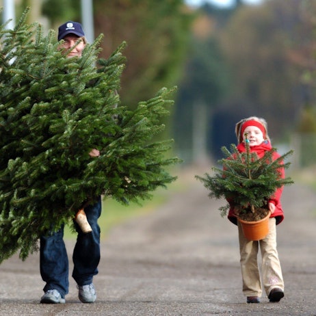 Vater und Tochter tragen Weihnachtsbäume vom Hof.
