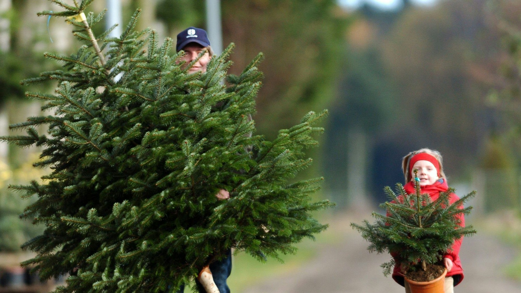 Vater und Tochter tragen Weihnachtsbäume vom Hof.