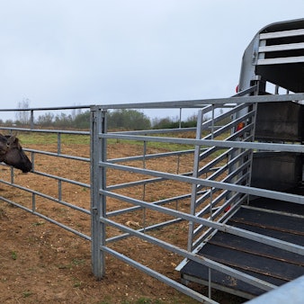 Zu sehen sind mehrere Wildpferde in einem Gatter aus Metall vor einem Hänger.