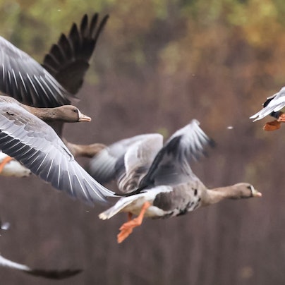 14.11.2024, Nordrhein-Westfalen, Kleve: Wildgänse fliegen am Niederrhein über eine Wiese. Die ersten Wildgänse sind an den Niederrhein zurückgekehrt.