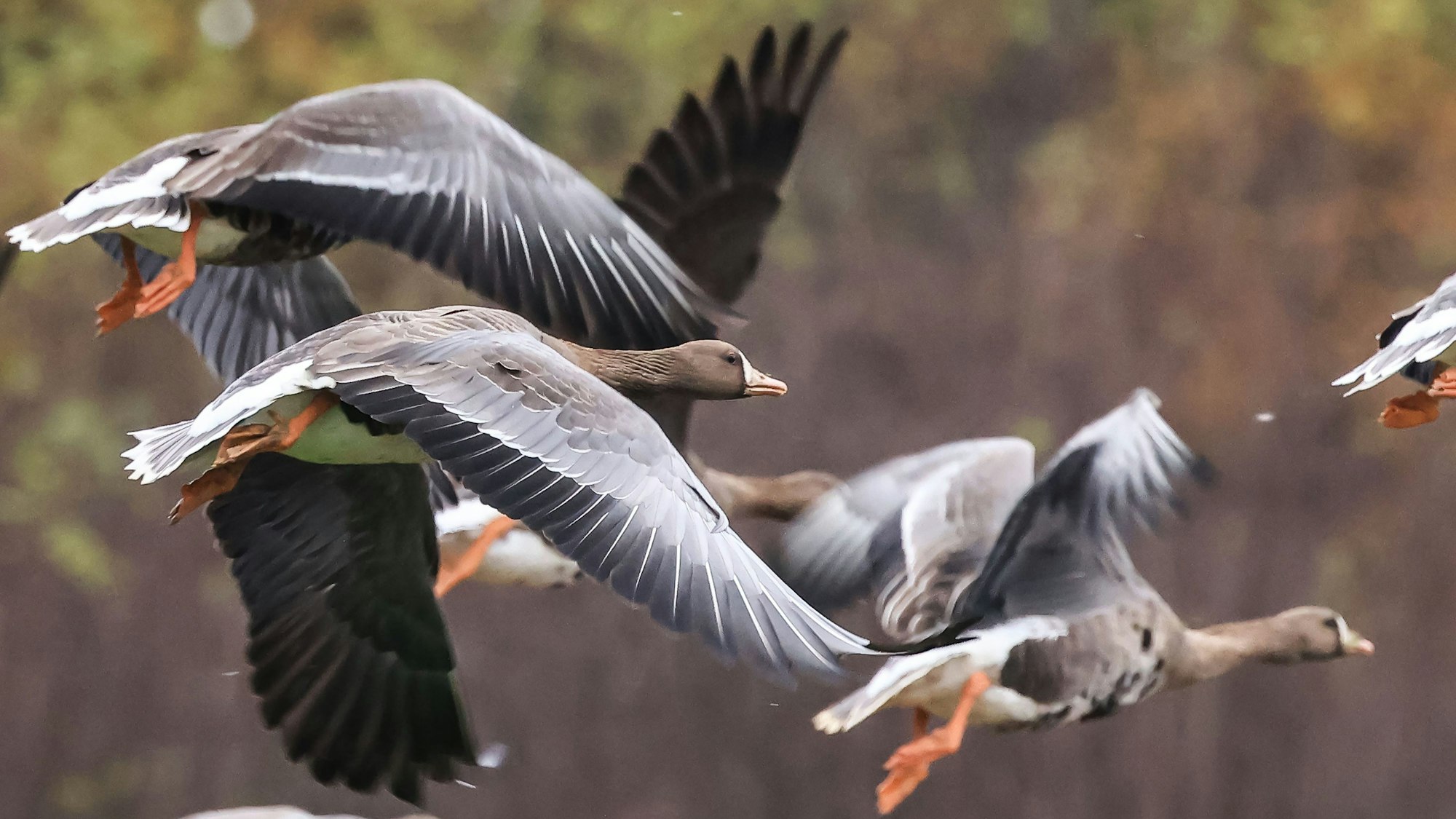 14.11.2024, Nordrhein-Westfalen, Kleve: Wildgänse fliegen am Niederrhein über eine Wiese. Die ersten Wildgänse sind an den Niederrhein zurückgekehrt.