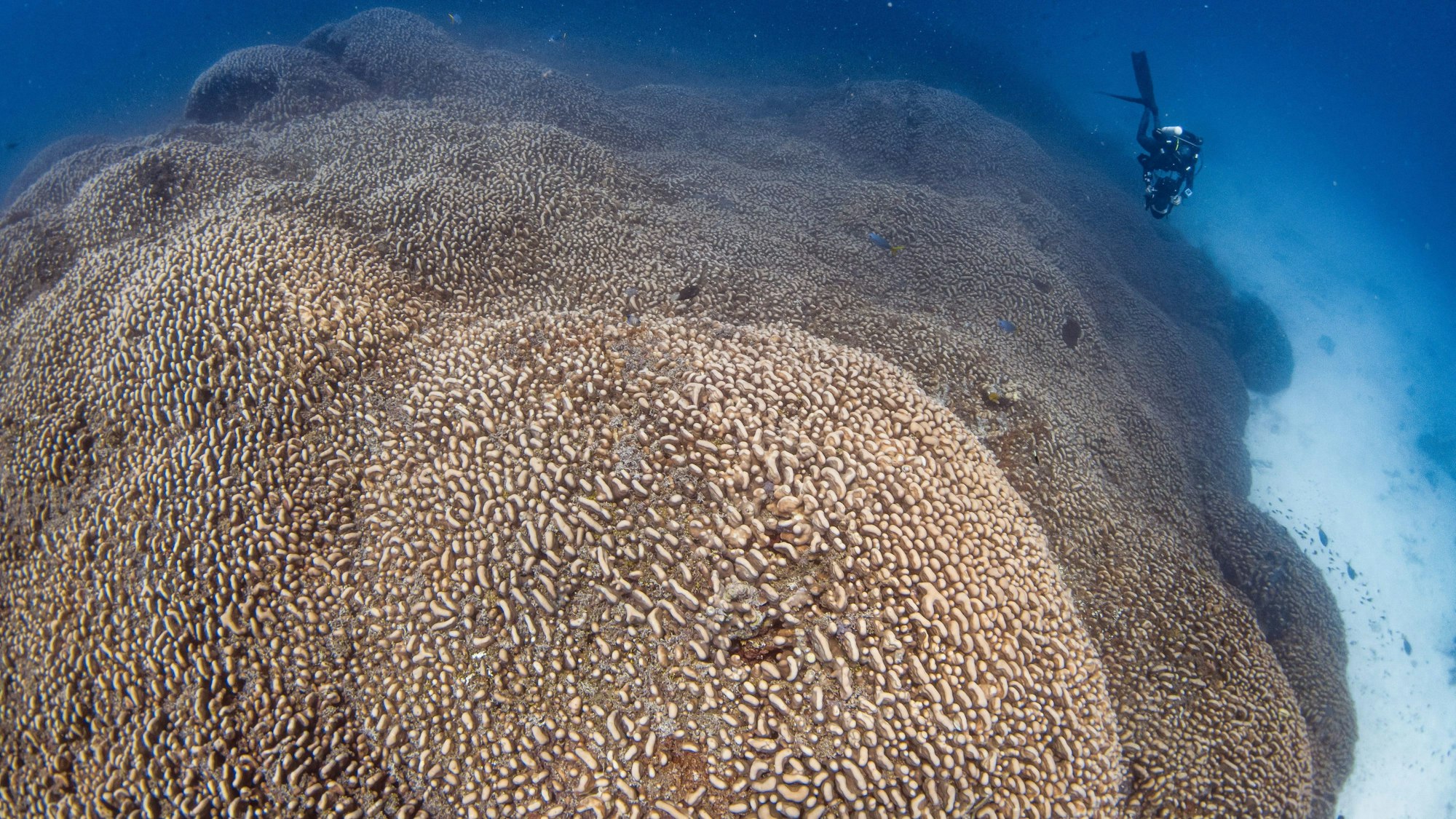 Forscher des Programms Pristine Seas von National Georgraphic haben nach eigenen Angaben eine Koralle entdeckt, die größer ist als alle bislang bekannten.