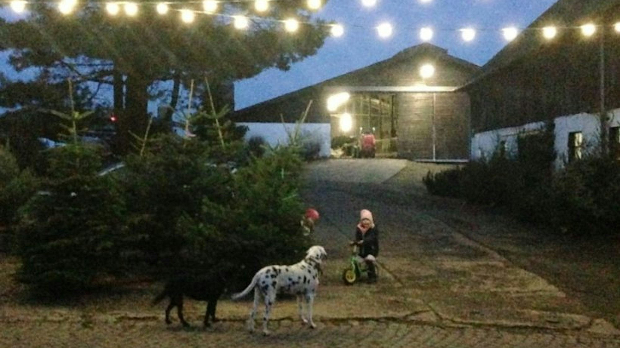 Der WesterHof im Dunkeln, schön erleuchtet. Auf dem Hof spielen Kinder und Hunde.